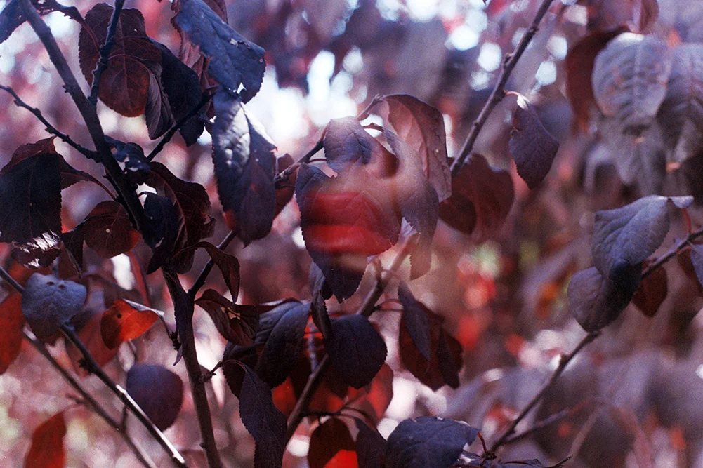 Lips and Leaves Oakland, CA September, 2016 35mm