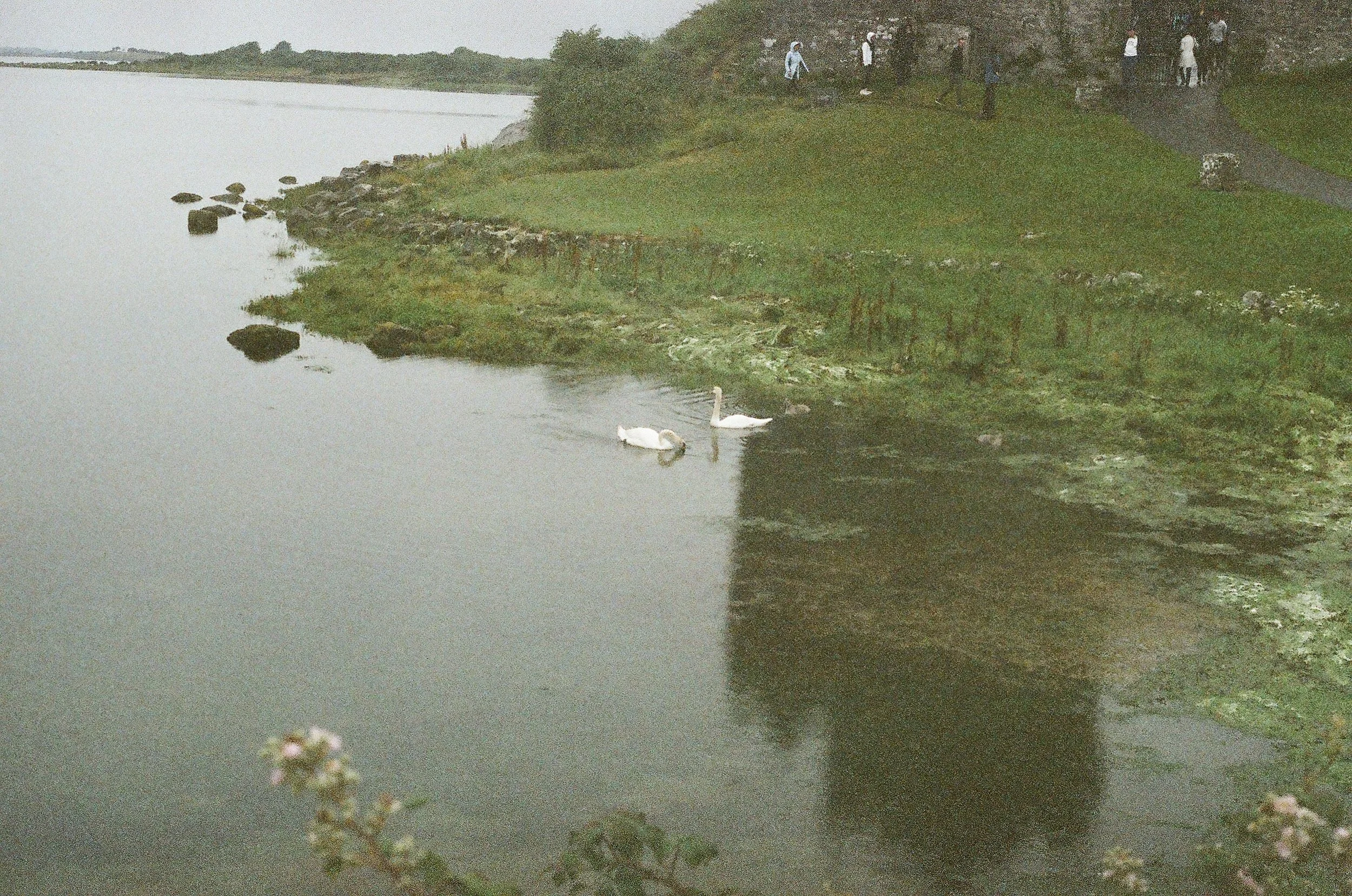  Swans and shadows  Ireland, 2014  35mm 