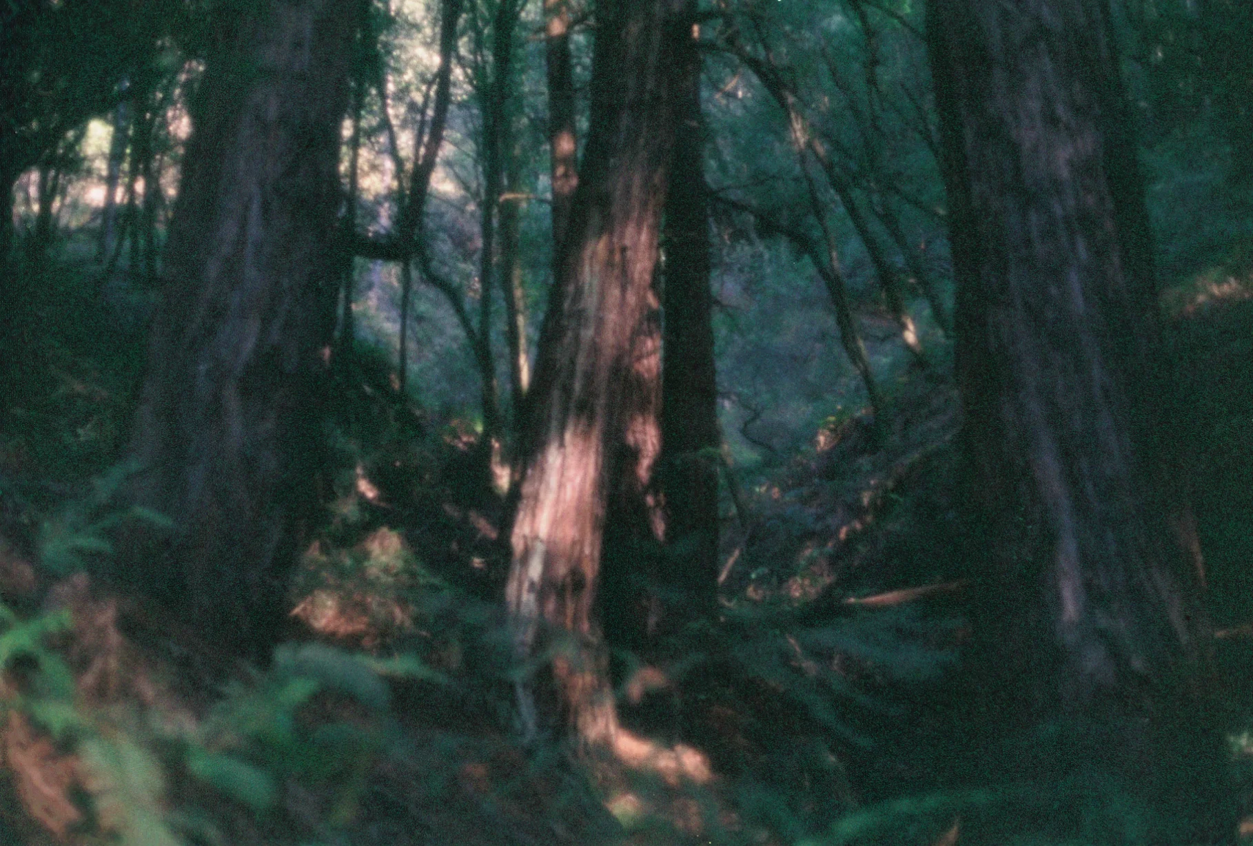 Muir Woods San Francisco, CA December, 2017 35mm