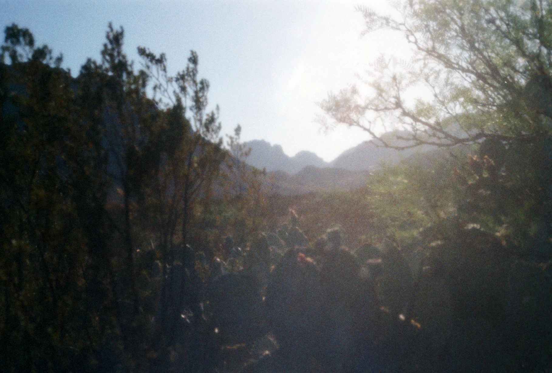  Big Bend National Park, TX  April, 2018  35mm 