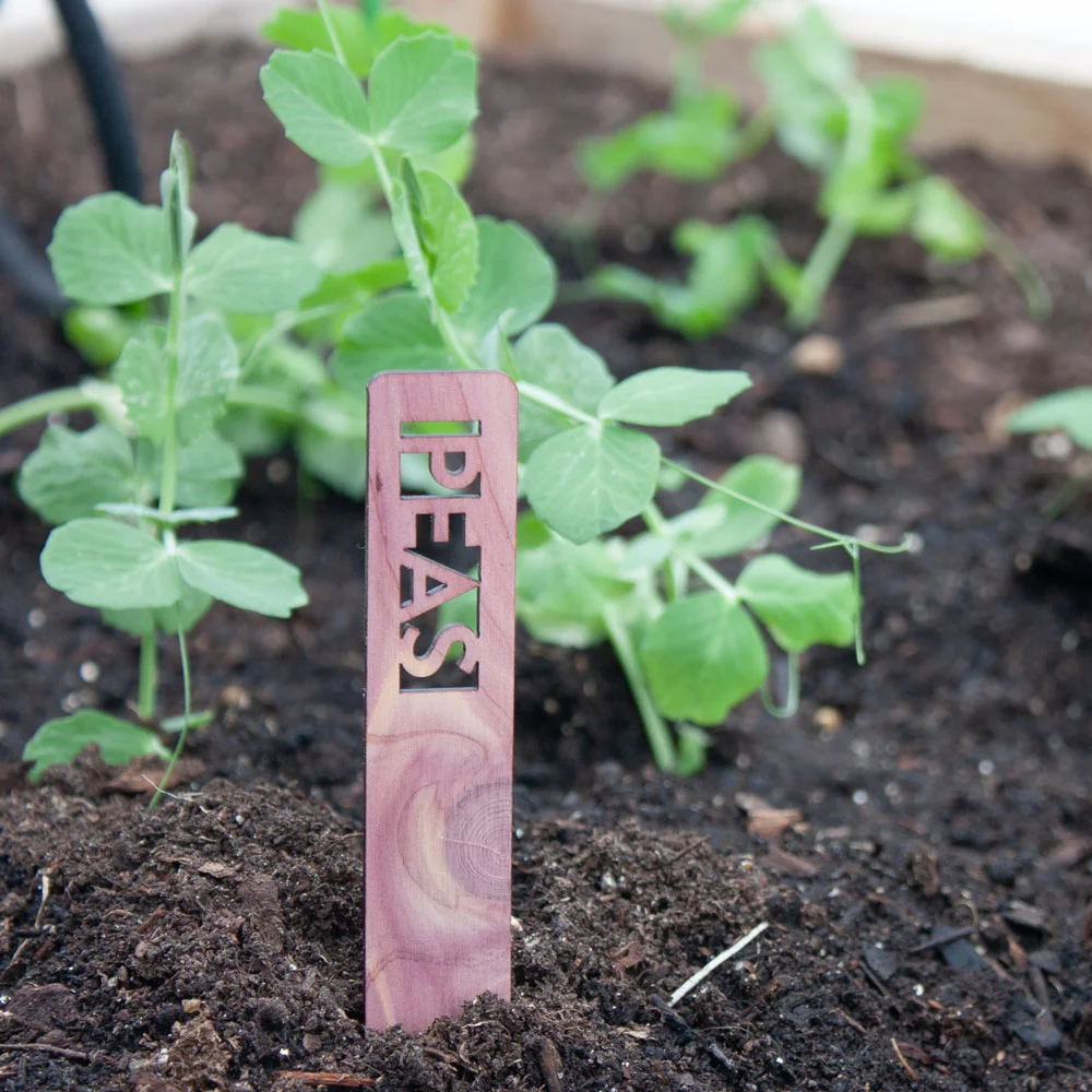 Plant-Marker-Peas.jpg