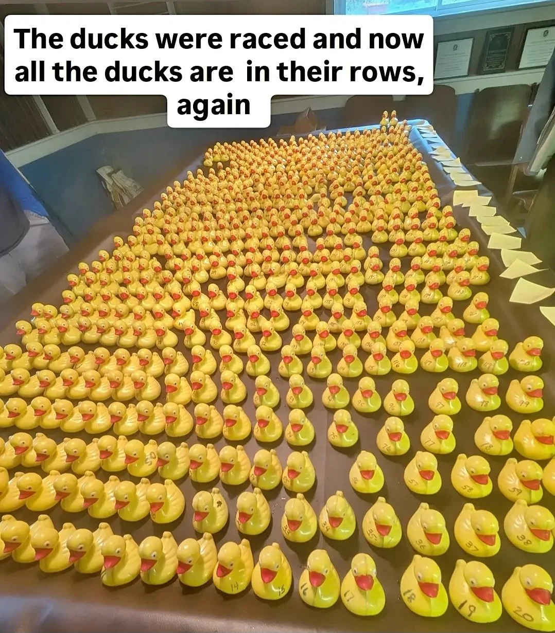 small yellow duck in numerical order with a banner white background reading the ducks were raced and now all the ducks are in their rows, again