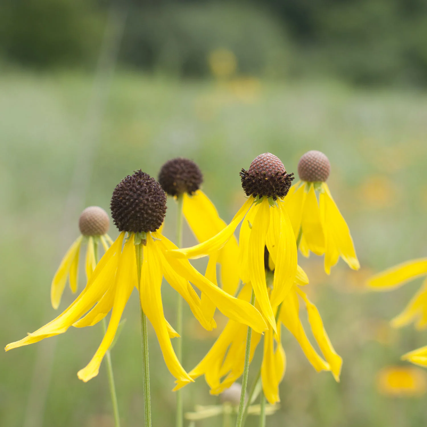 flower.jpg