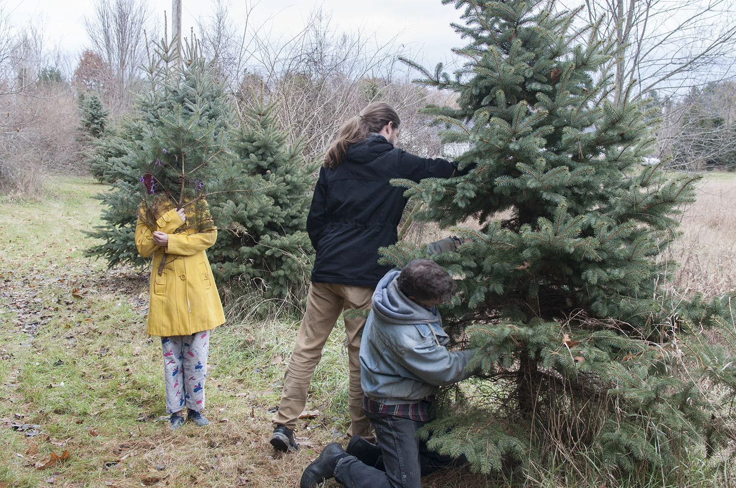 cutting the tree.jpg