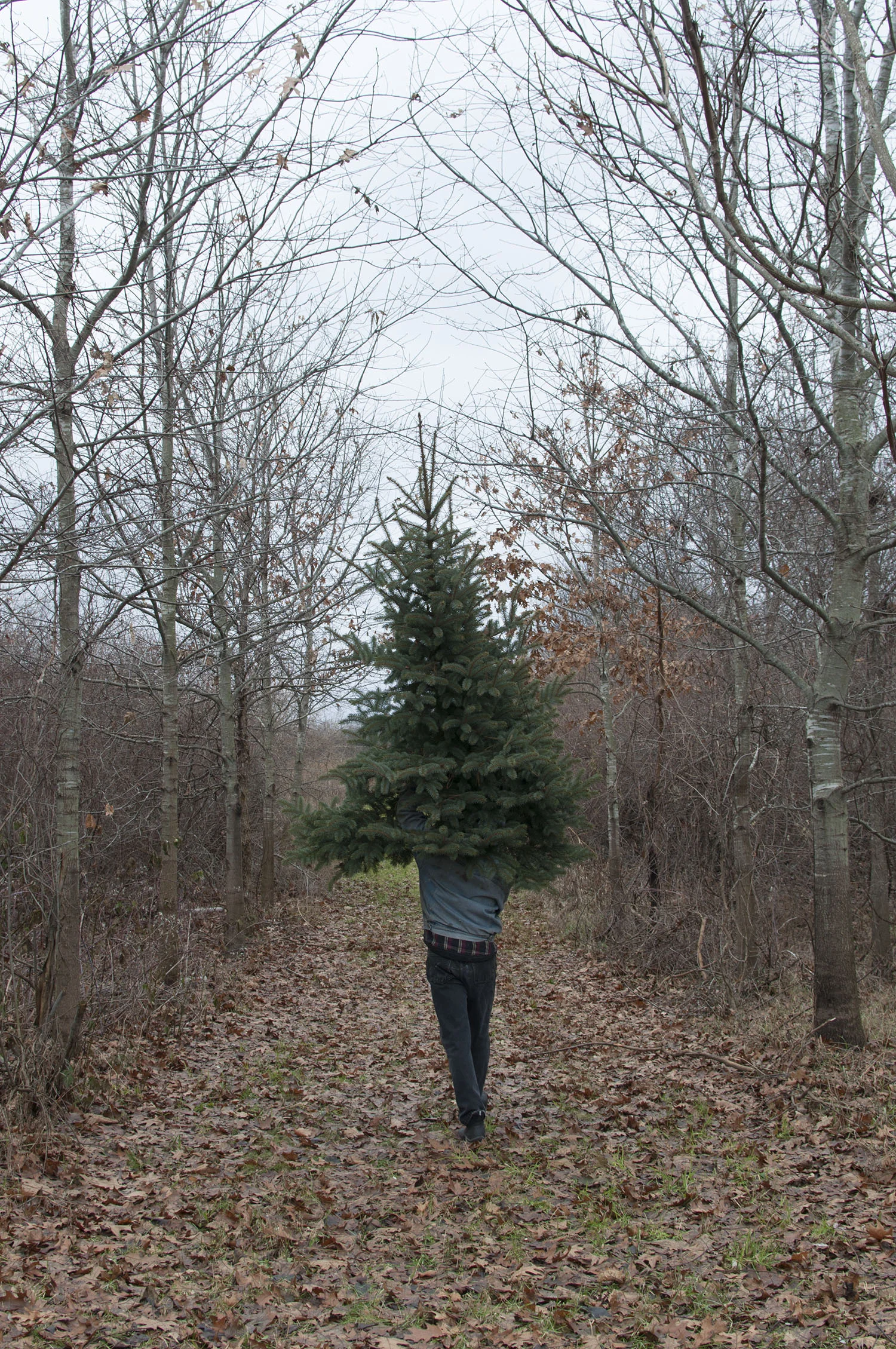 tree.jpg