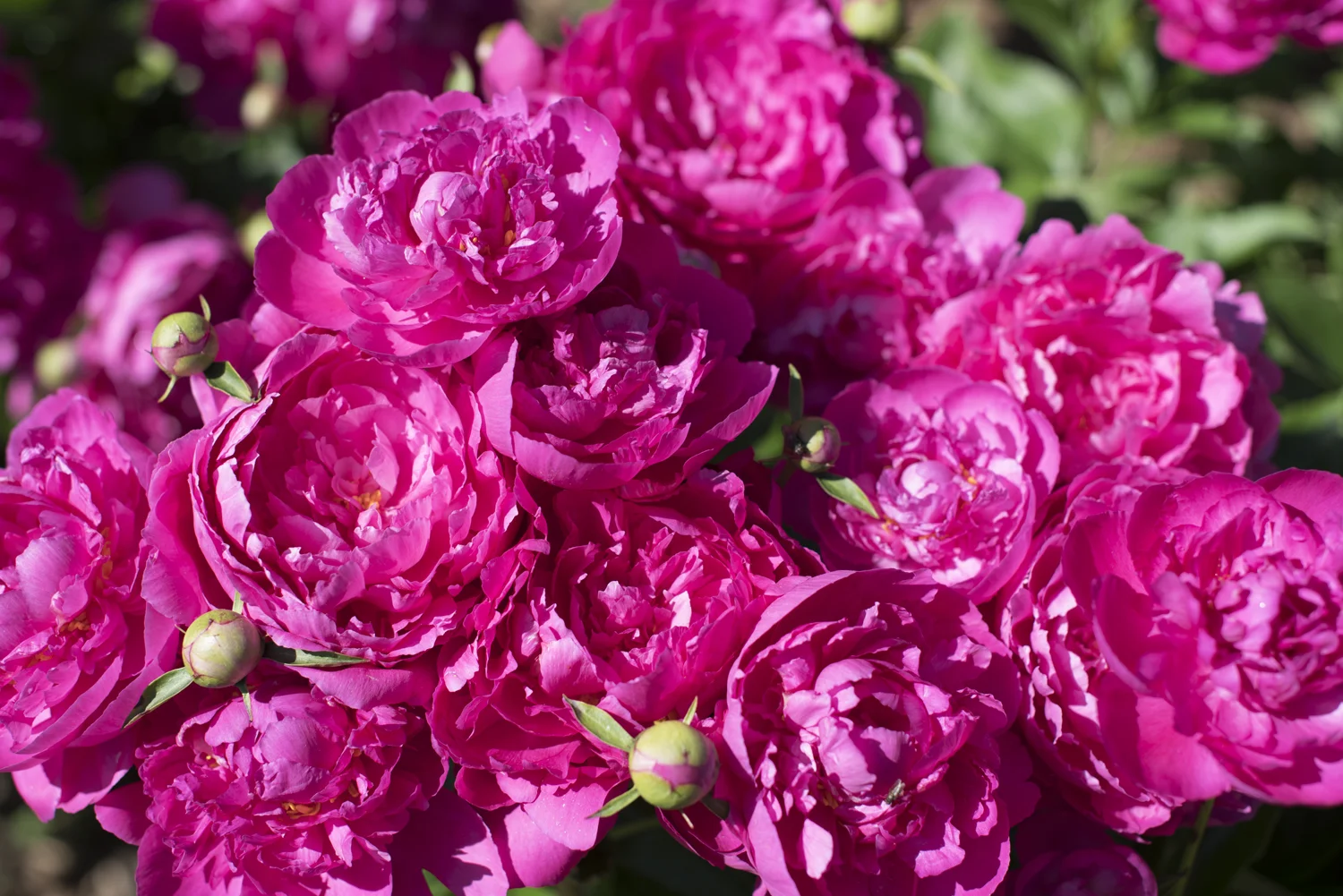 peony 2.jpg