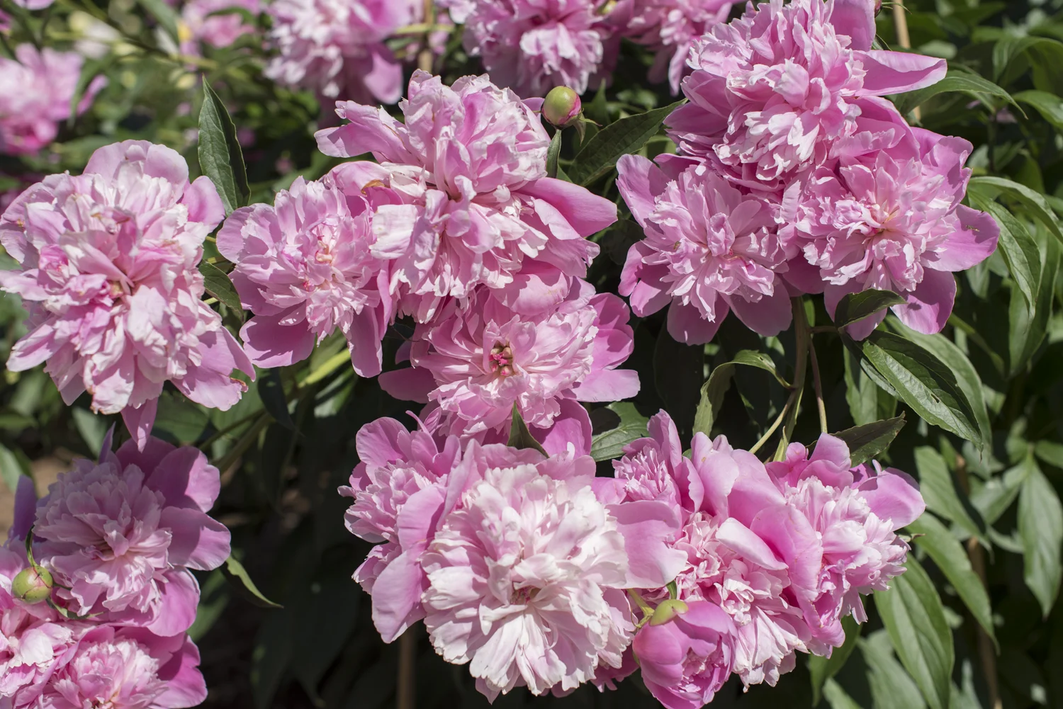 peony 3.jpg