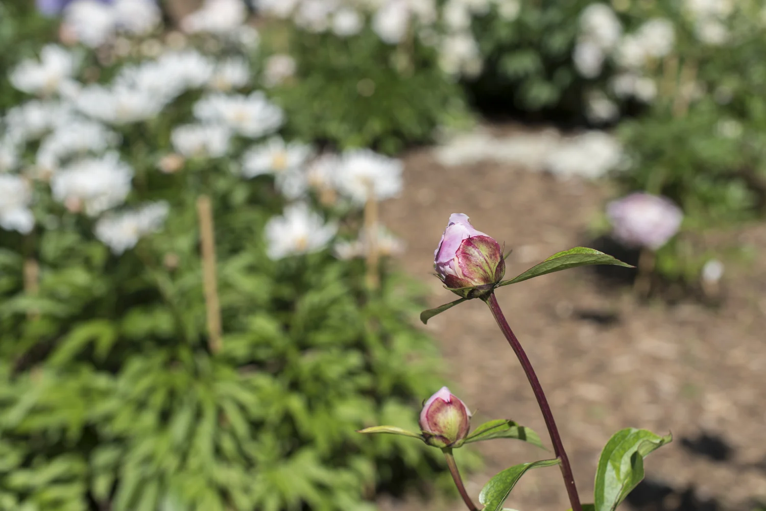 peony 6.jpg