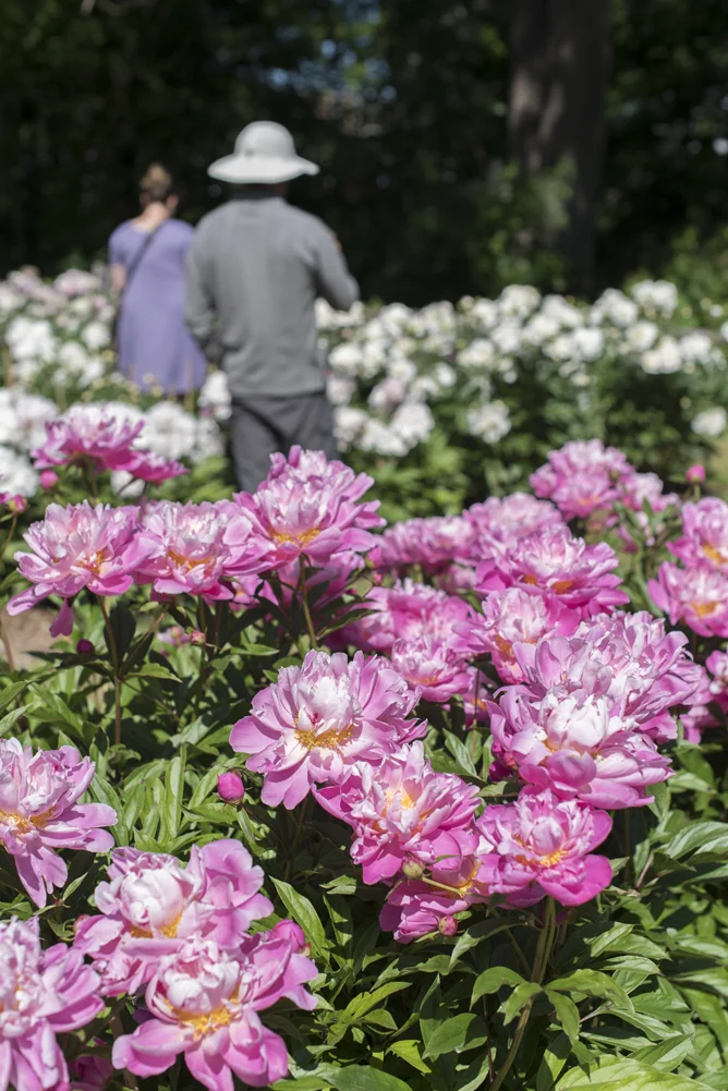 peony 7.jpg
