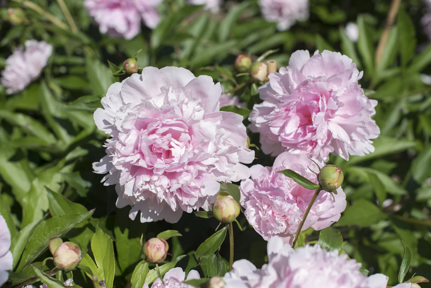 peony 8.jpg