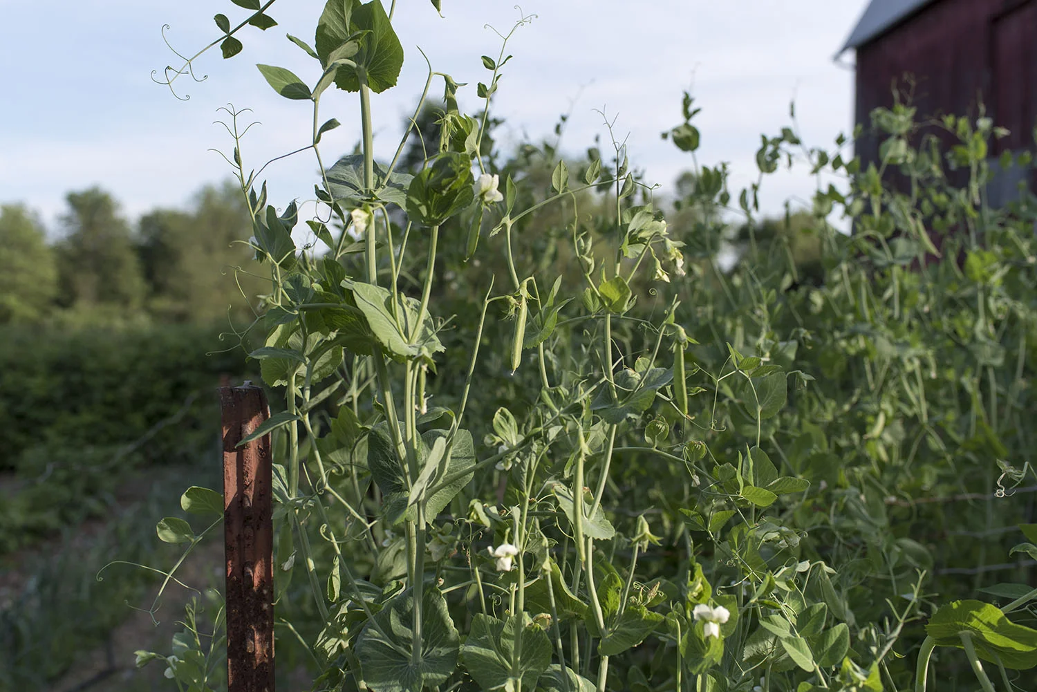 garden peas.jpg