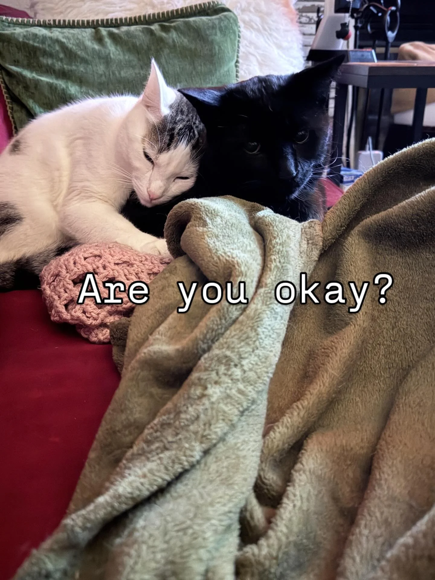 ✨ There&rsquo;s something so sacred in the quiet moments after fear &mdash; the way love shows up in a soft paw, a gentle nuzzle, a warm body curled close. ✨

Houdini has an annual episode that feels a lot like a seizure, and each time my heart stops