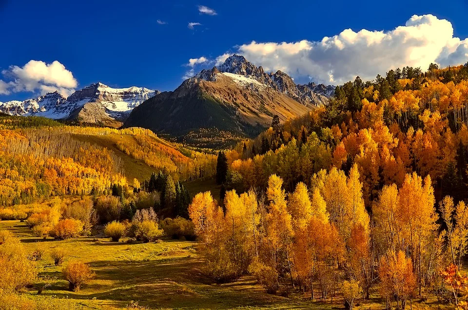 Wildflower Acupuncture Fall Colorado.jpg