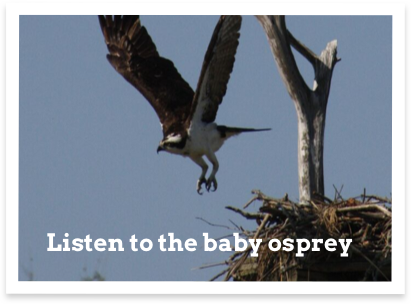 baby-osprey.png