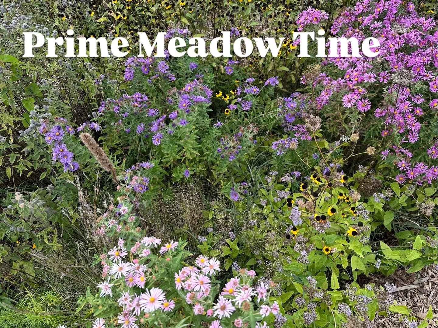 It might be fall, but the meadow at New Suffolk Waterfront is bursting out! The benefit of a perennial meadow planting, it&rsquo;s beautiful year-round. There&rsquo;s still plenty of warm weather left to enjoy the Waterfront!