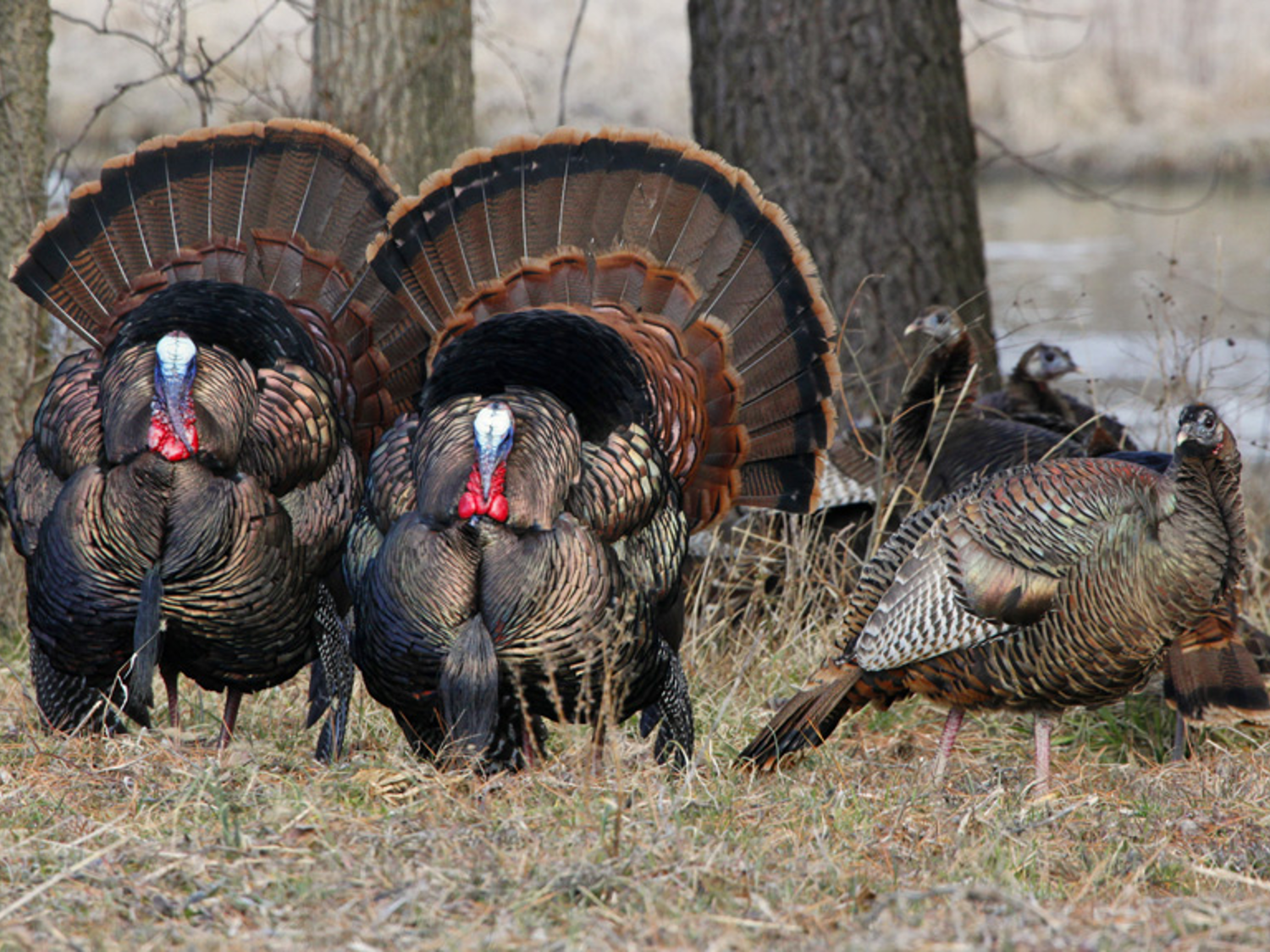 Friday Lecture Series - Turkeys of the North Fork