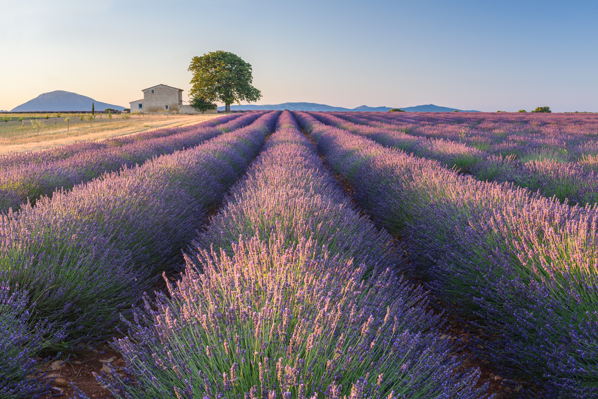 Plateau de Valensole, France