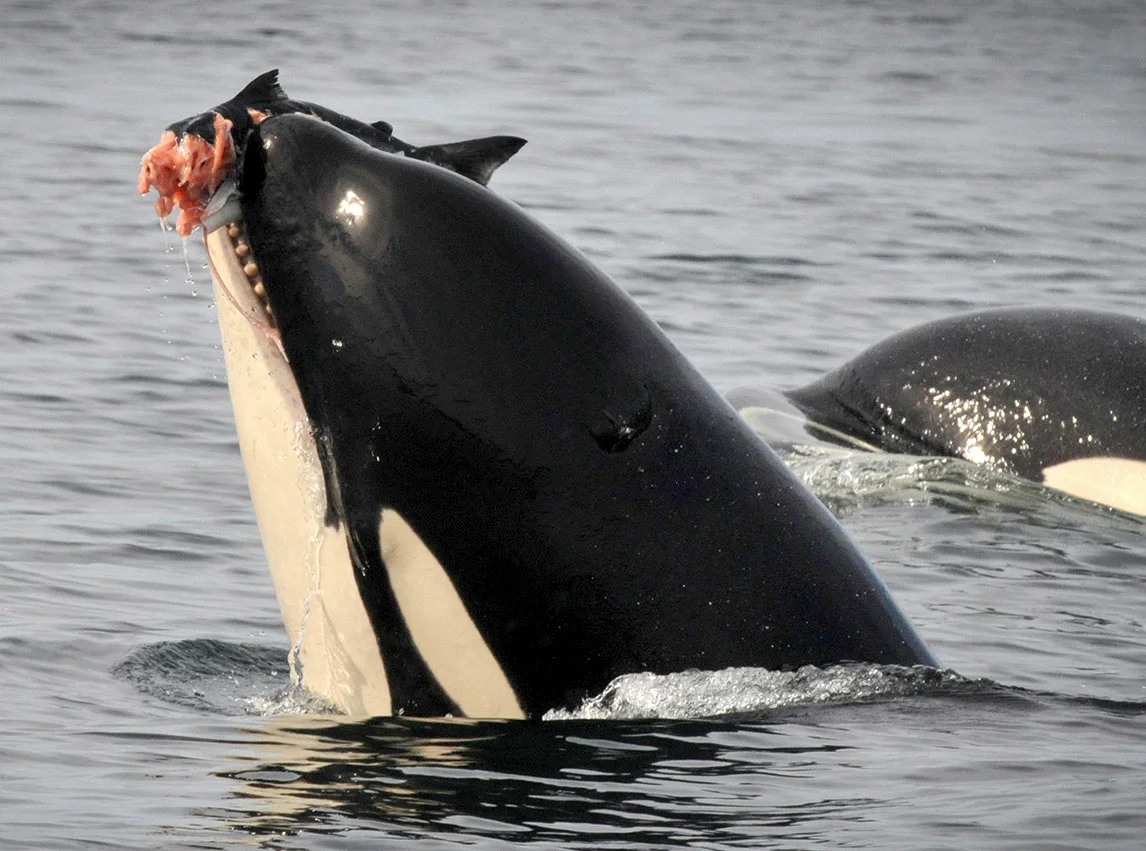 Orca eating salmon.jpg