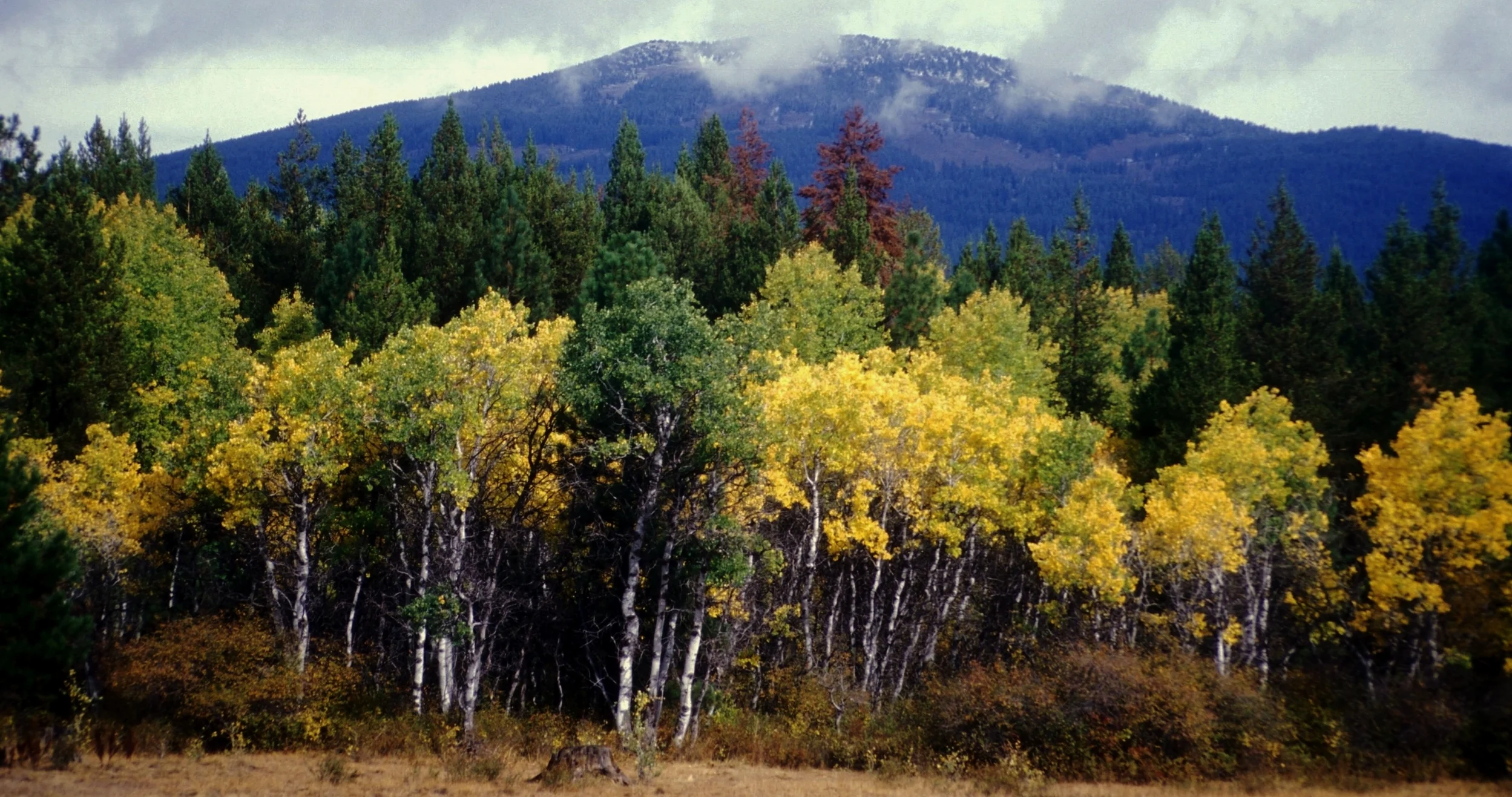 Fall Colors in Oregon.jpg