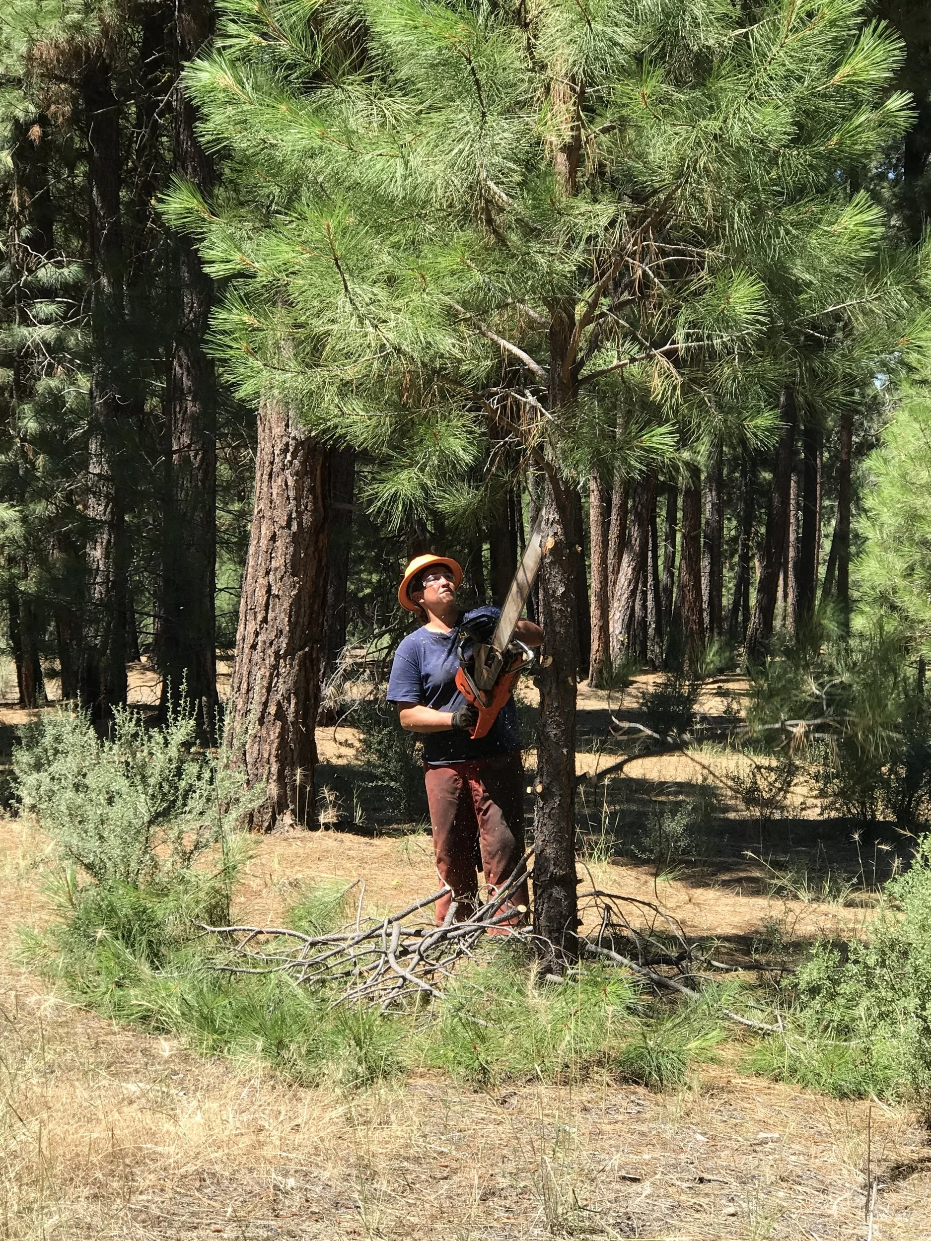 Keno fire crews remove lower branches that may serve as ladder fuels that can take small ground fires and elevate them into the forest canopy.
