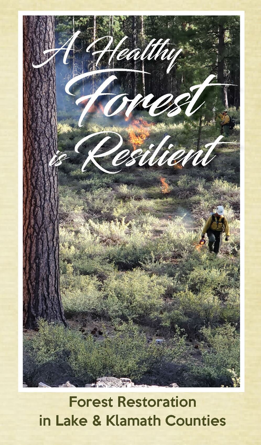 2020 Resilient Forests final brochure_cover.jpg