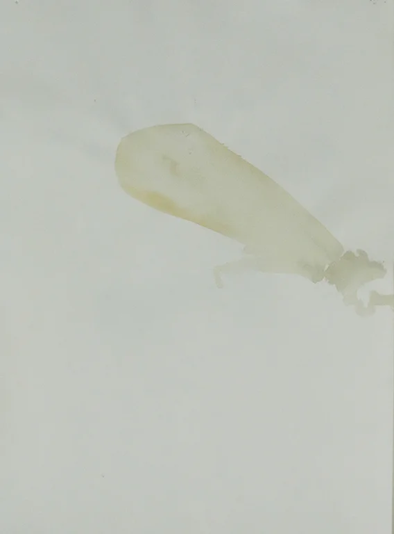 Adult Caddis watercolour on paper, 8x11 inches