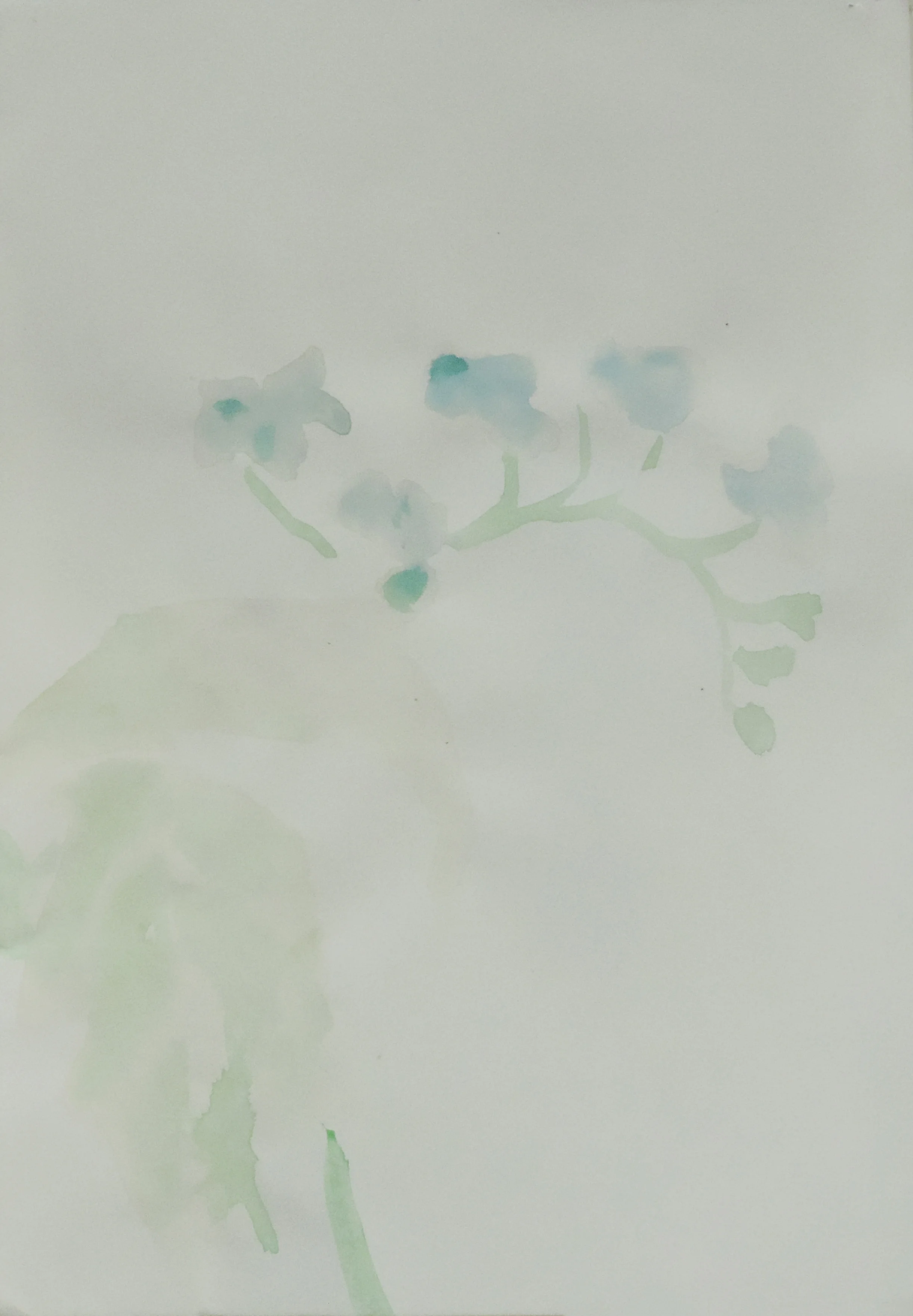 Surprise forget-me-nots watercolour on paper, 8x11 inches
