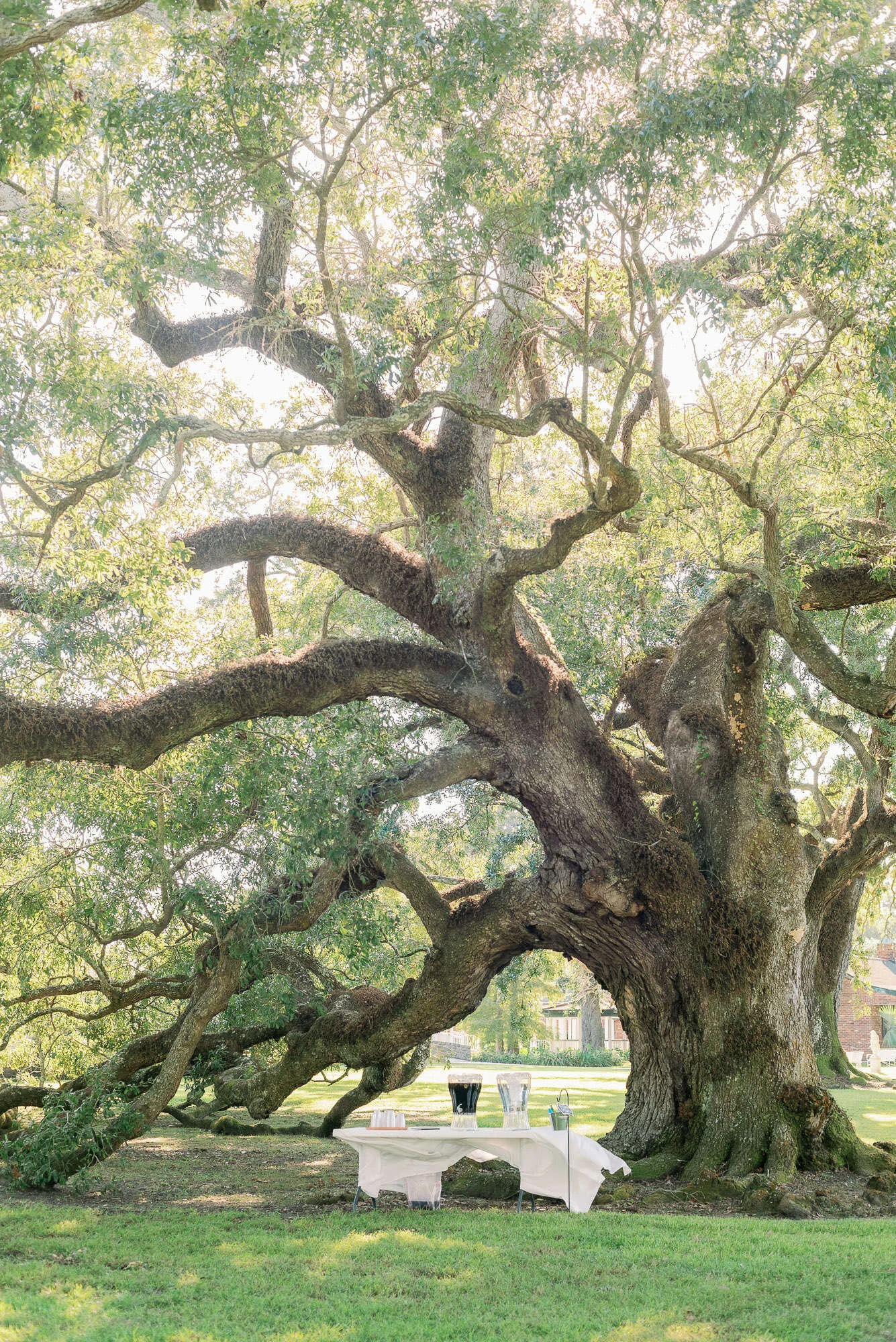 Stella Plantation Wedding Photographer