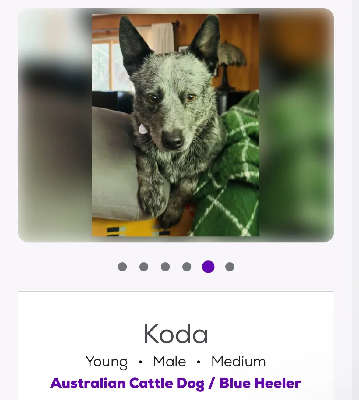 If anyone in the Sonoma County, CA area is looking for a forever friend, meet Koda!! We rescued him a few weeks ago, he was a stray who ended up in a bad shelter and we are helping him find his person/people. Koda is an expert snuggler!! 

Check the 