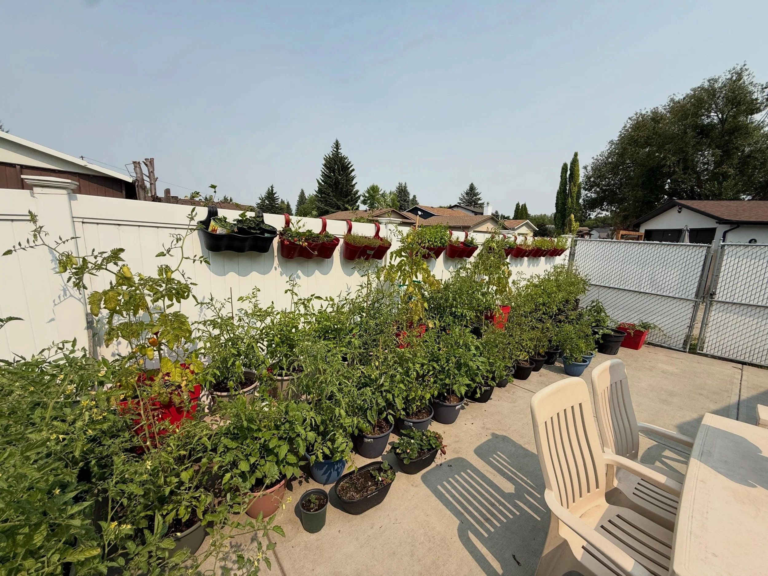 A long overdue garden update. If you didn&rsquo;t know, I do my fare share of gardening in the summer. This year, I might&rsquo;ve gotten a little carried away with our tomatoes&hellip; but! Almost everything in our garden is started from seed (with 