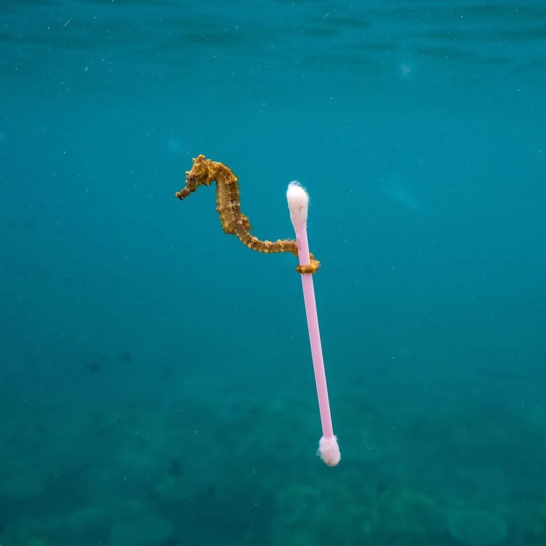 How a photographer snapped this tragic photo of a seahorse lugging a Q-tip.jpeg