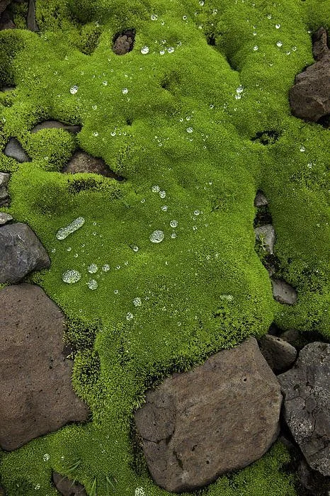 Green _ Grün _ Verde _ Grøn _ Groen _ 緑 _ Emerald _ Brunswick _ Moss _ Colour _ Texture _ Style _ Form _Wet Moss Over Volcanic Rocks Print By Ruben Vicente.jpeg