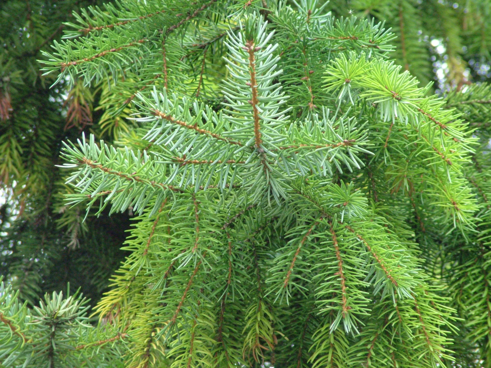 b50c3fefae2b0d576565f94f94bc786c_-green-pine-tree-image-for-free-pine-tree-clipart-for-commercial-use_2016-1512.jpeg