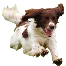 playdog.jpg