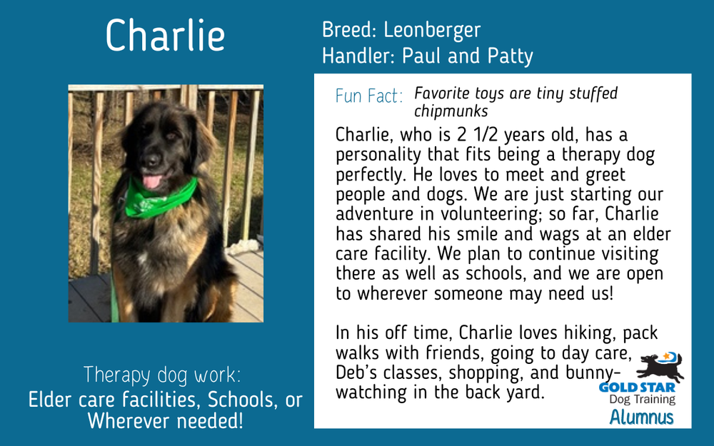 How to Become a Therapy Dog Trainer: Essential Steps for Success