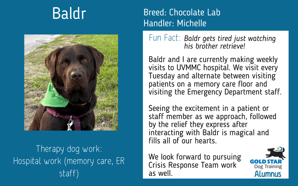 Gold Star Dog Training: Transform Your Pup Today