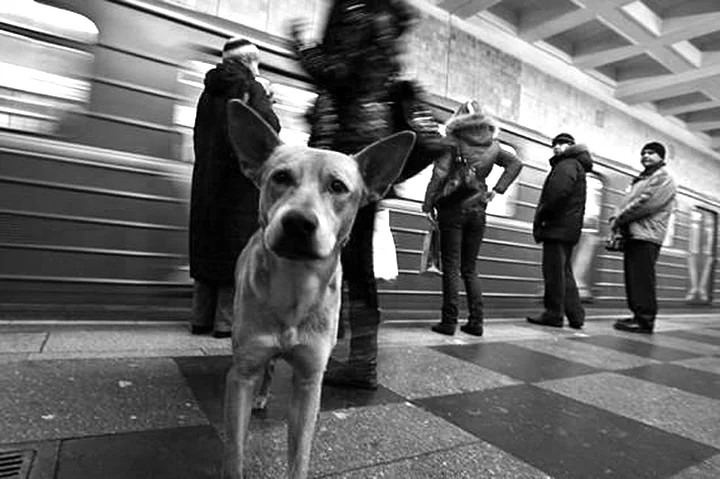 Moscow's Metro Dogs