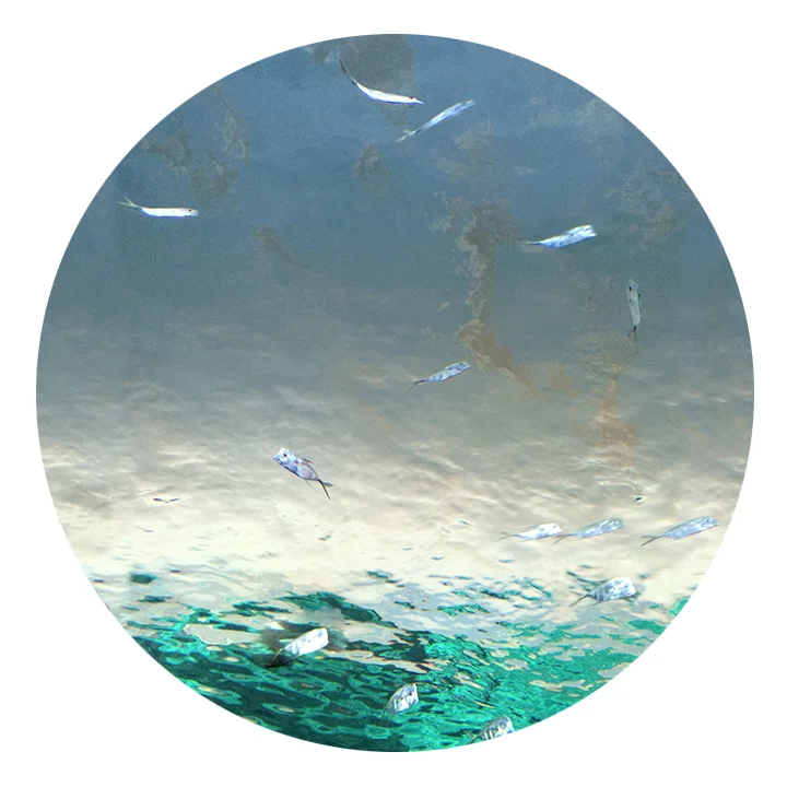 The Aquarium