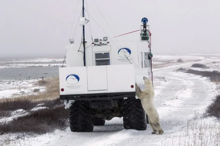 Polar (Bear) Vortex