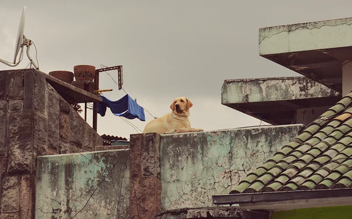 Quito's Canines