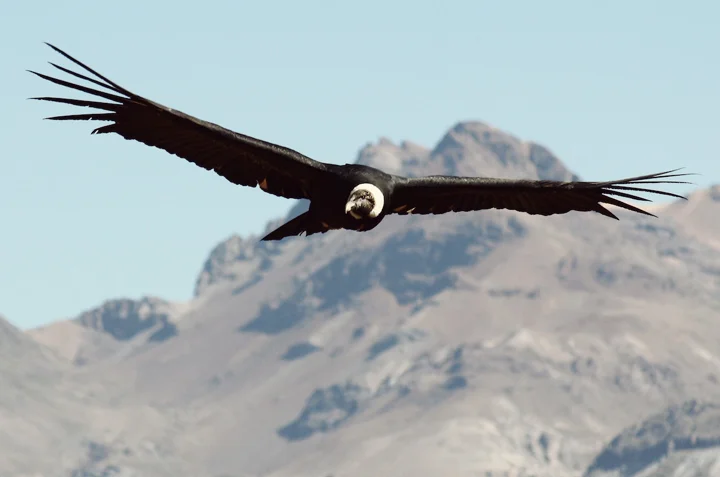 Quilotoa or The Condor in Love