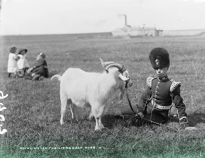 L. Около 1887 г. // Снято недалеко от Фермоя, графство Корк. Это Royal Welsh Fusilier с полковой козой в комплекте с ремешком на гербе. L. Около 1887 г. // Снято недалеко от Фермоя, графство Корк. Это Royal Welsh Fusilier с полковой козой в комплекте с ремешком на гербе.