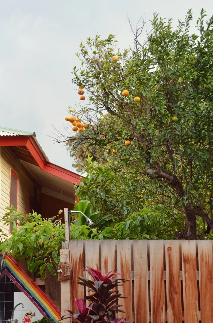 Delicious neighbours across the fence