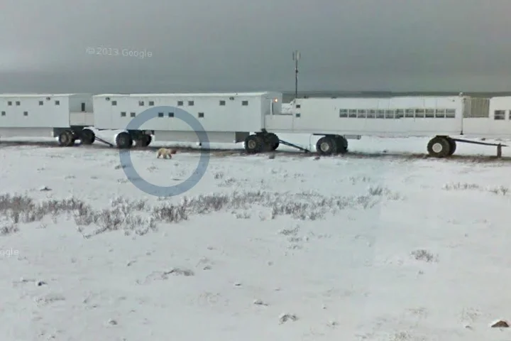 polarbear3.jpg