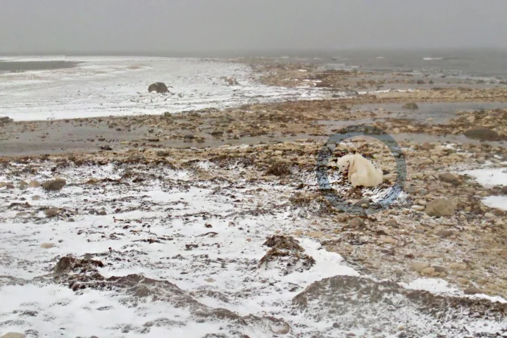 polarbear6.jpg