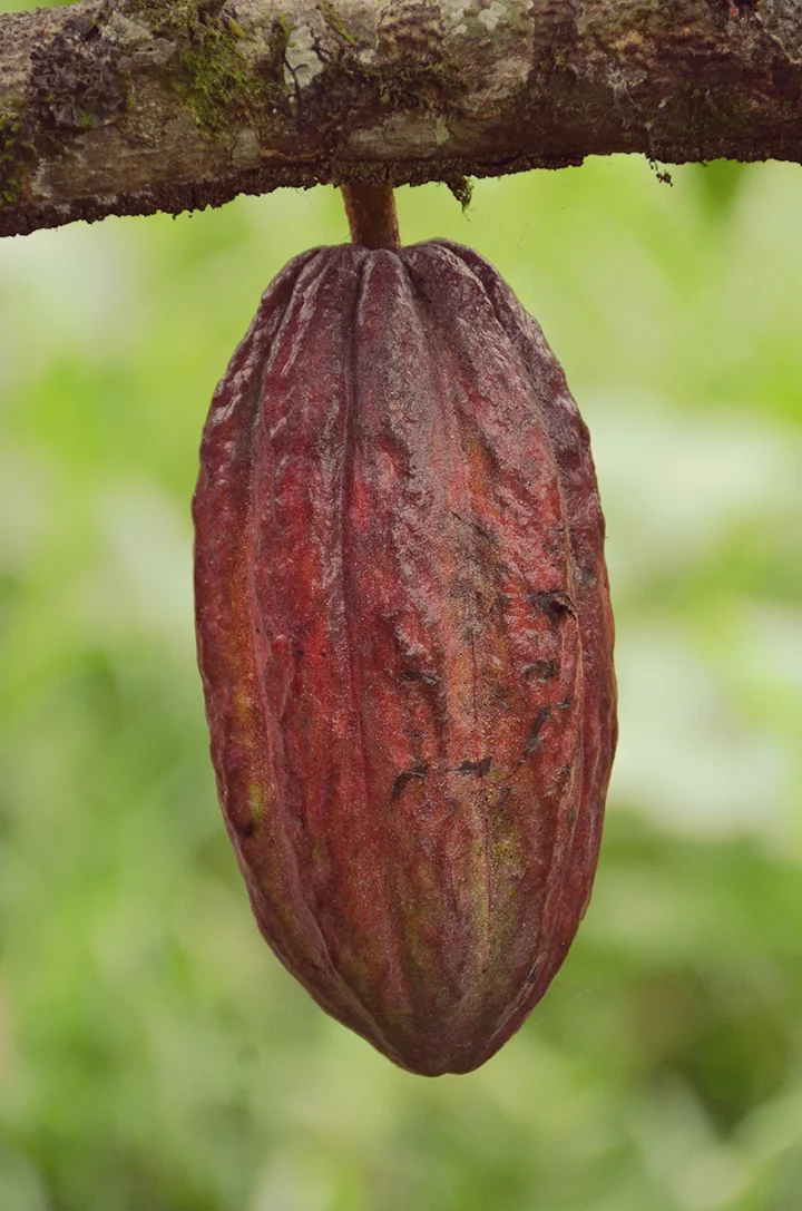 Cocoa pod