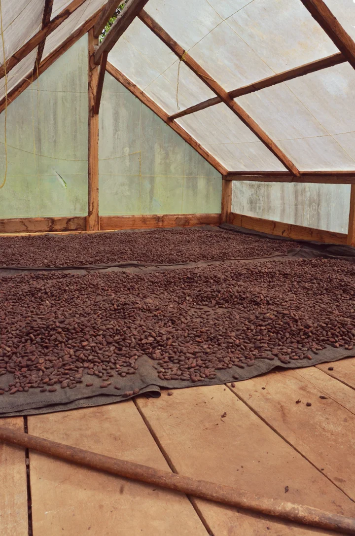 Oribe chocolate farm, drying beans