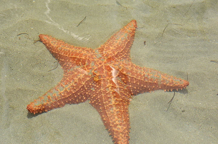 starfish3.jpg
