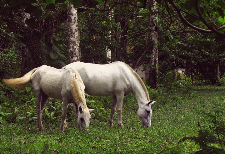 Roadside attractions