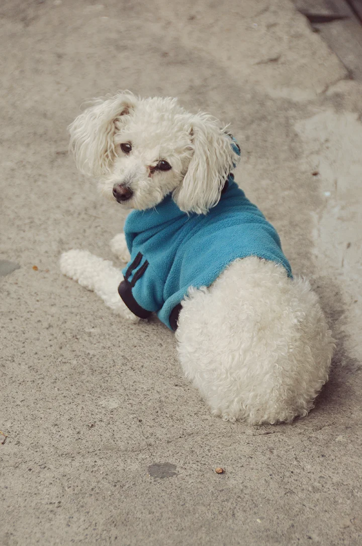 dogs5.jpg